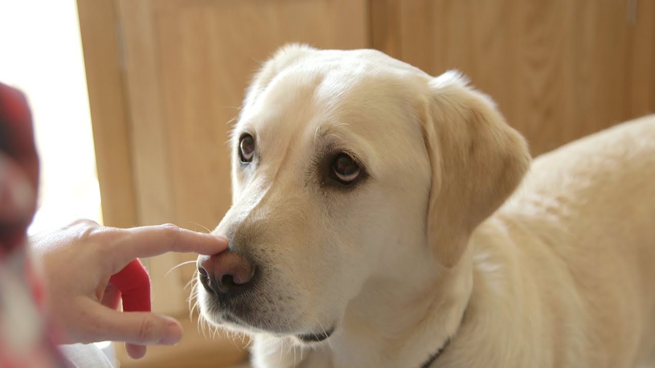 Dog Diabetes Symptoms,Diagnosis Care Your Dog In 2020
