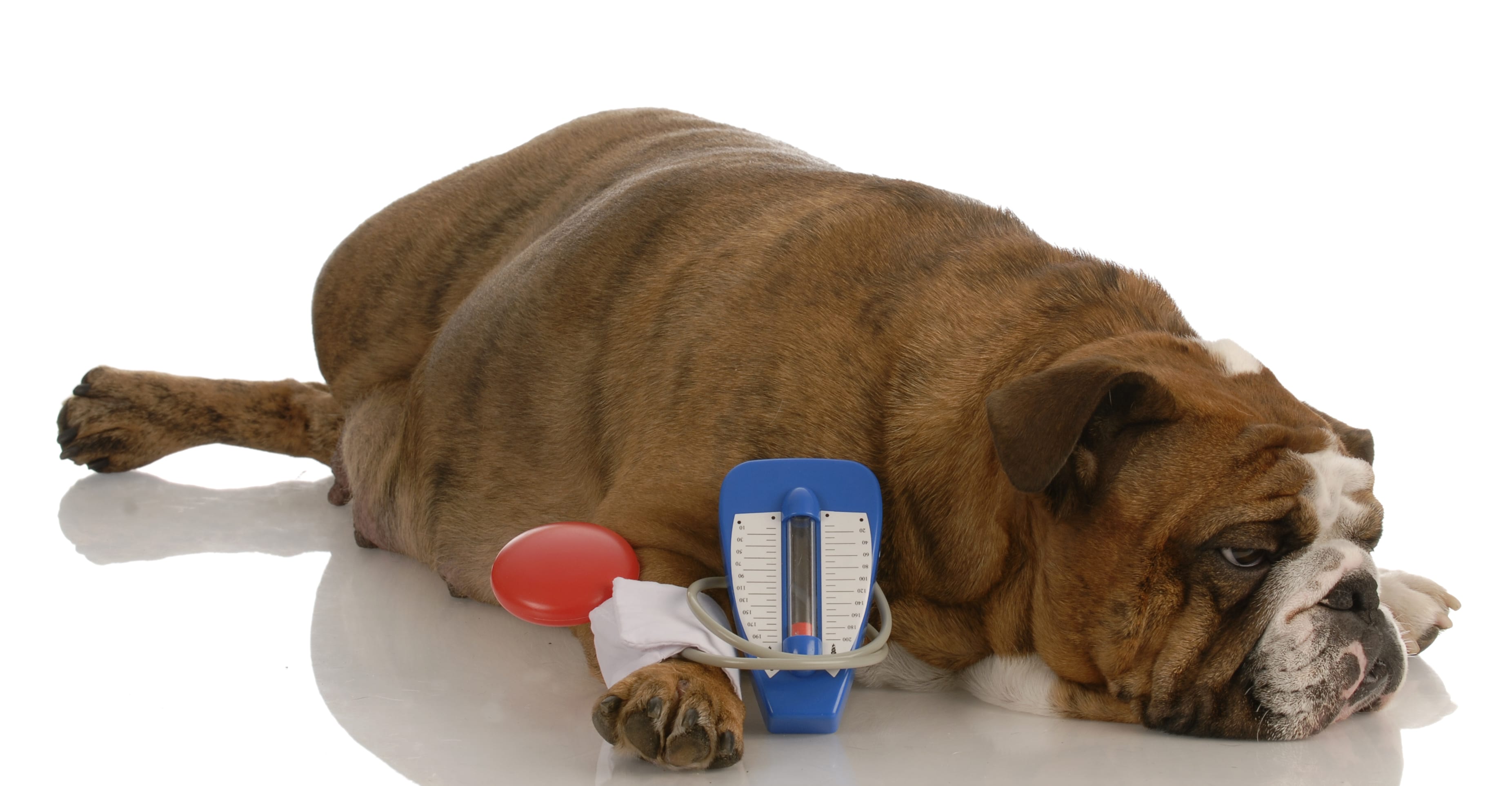 dogs-diabetes