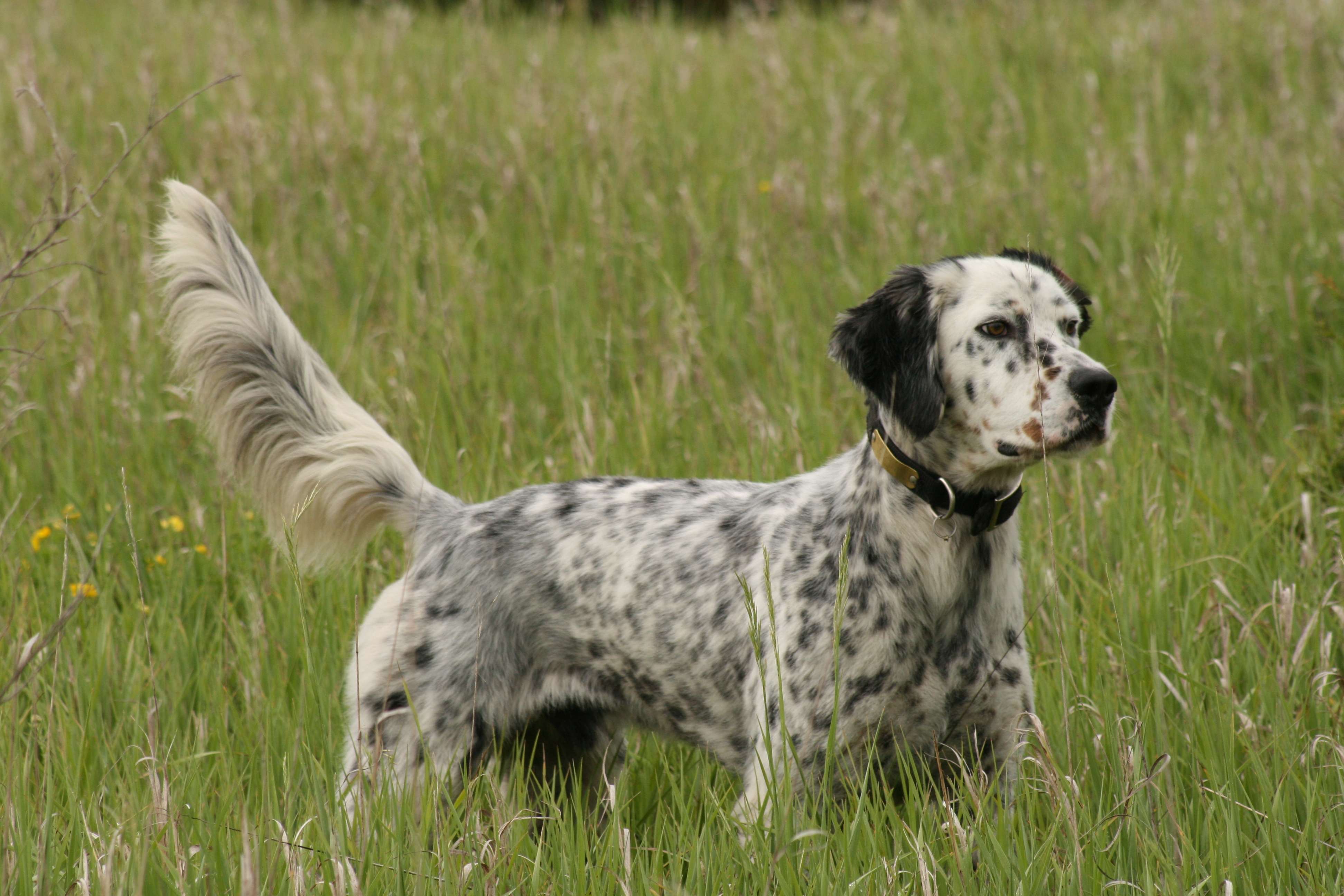 english-setter-health