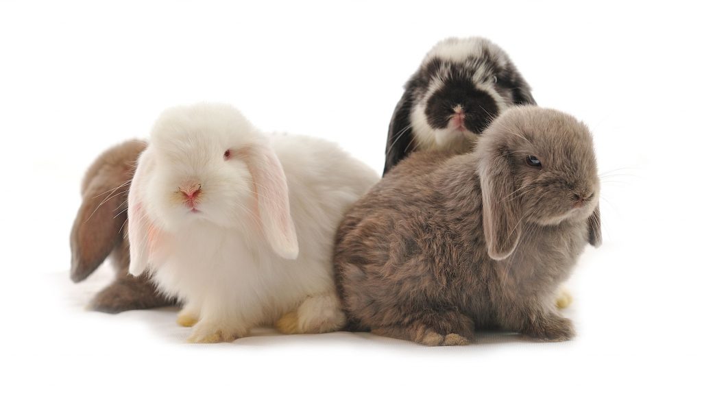 Rabbit Fertility Breeding and Reproduction of Rabbits