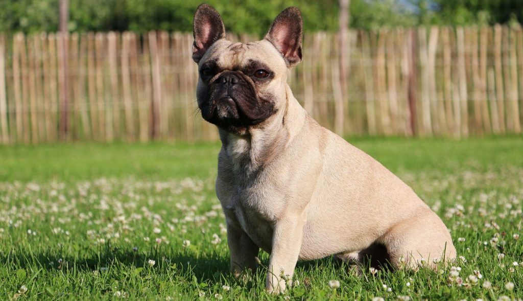 french-bulldog-dog-breed-information-history-care