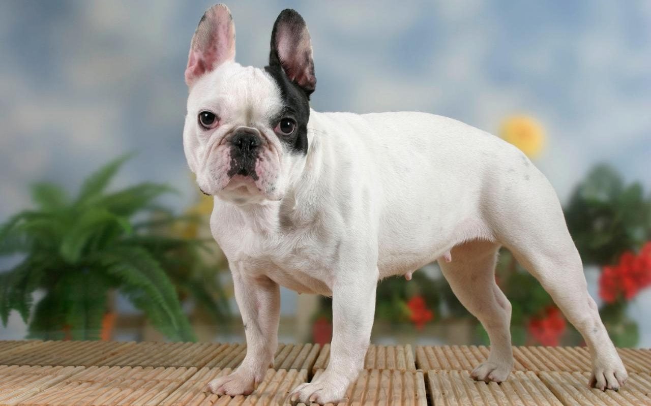 french-bulldog