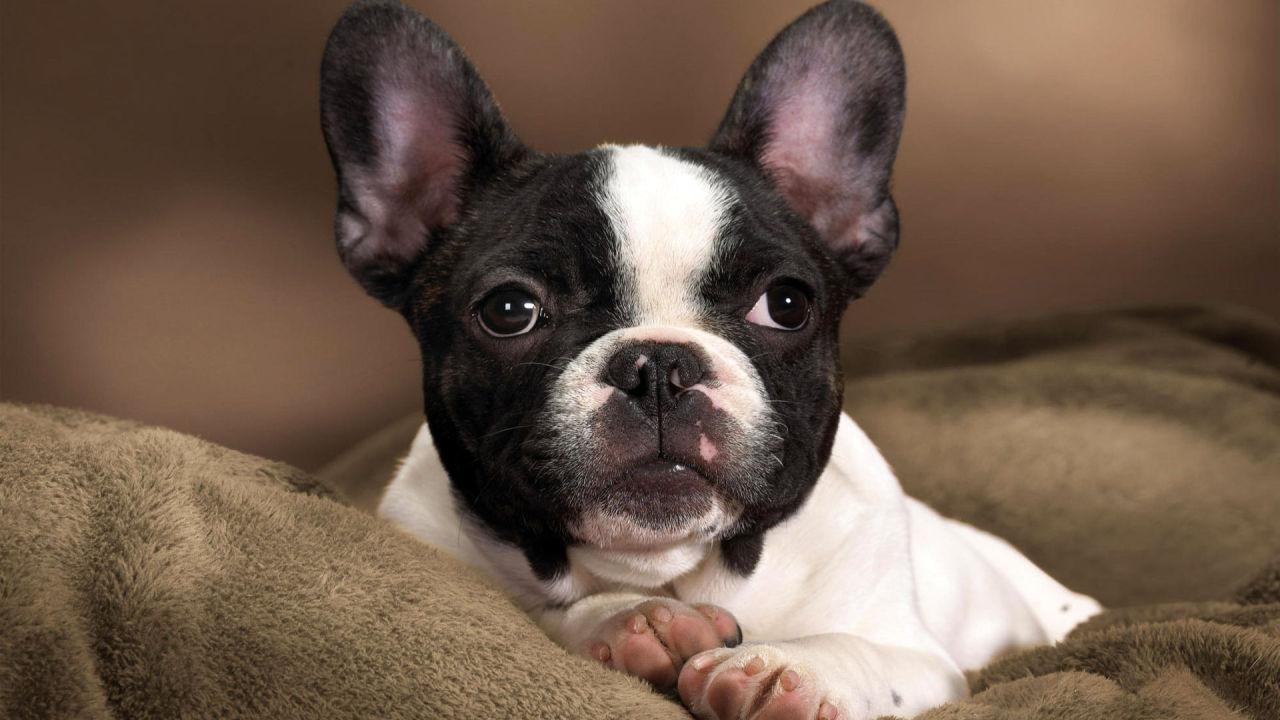 french-bulldog-dog-breed-information-history-care