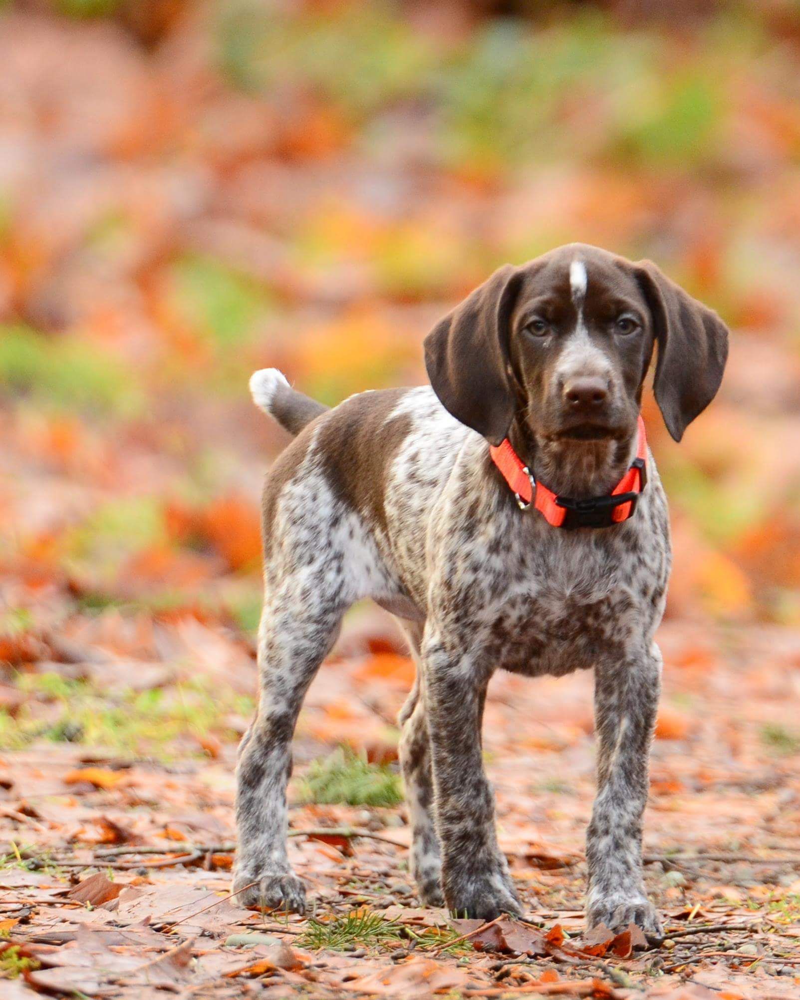 german-shorthaired-pointer-characterstics
