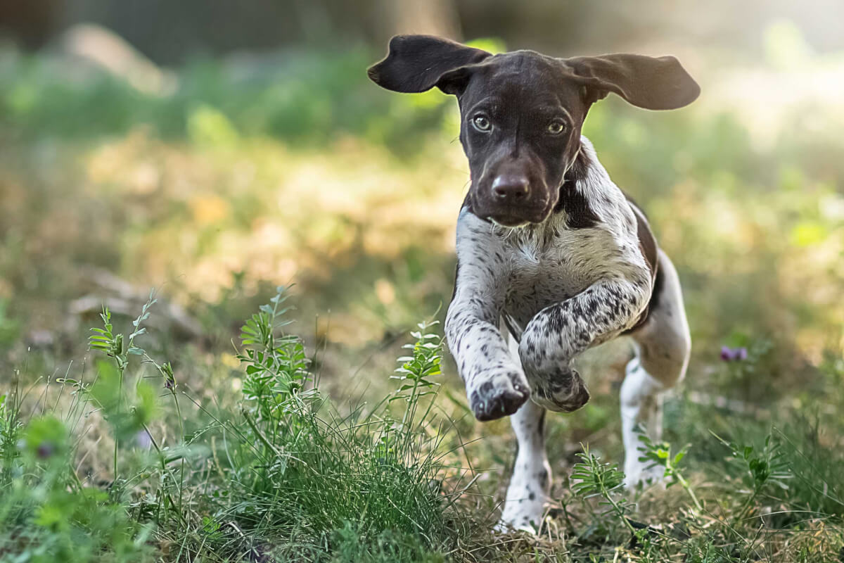 german-shorthaired-pointer-health