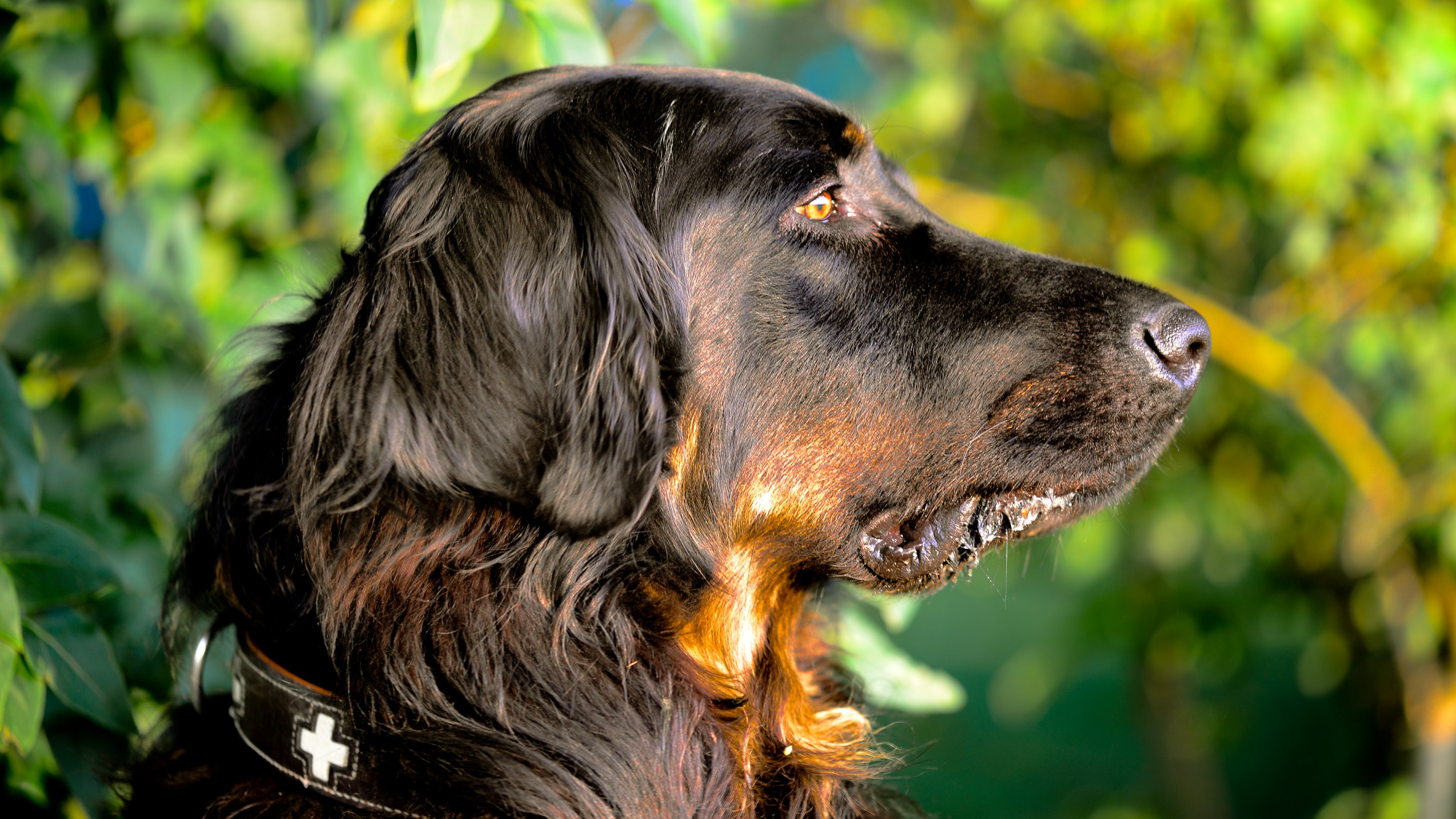 gordon-setter-charcterstics