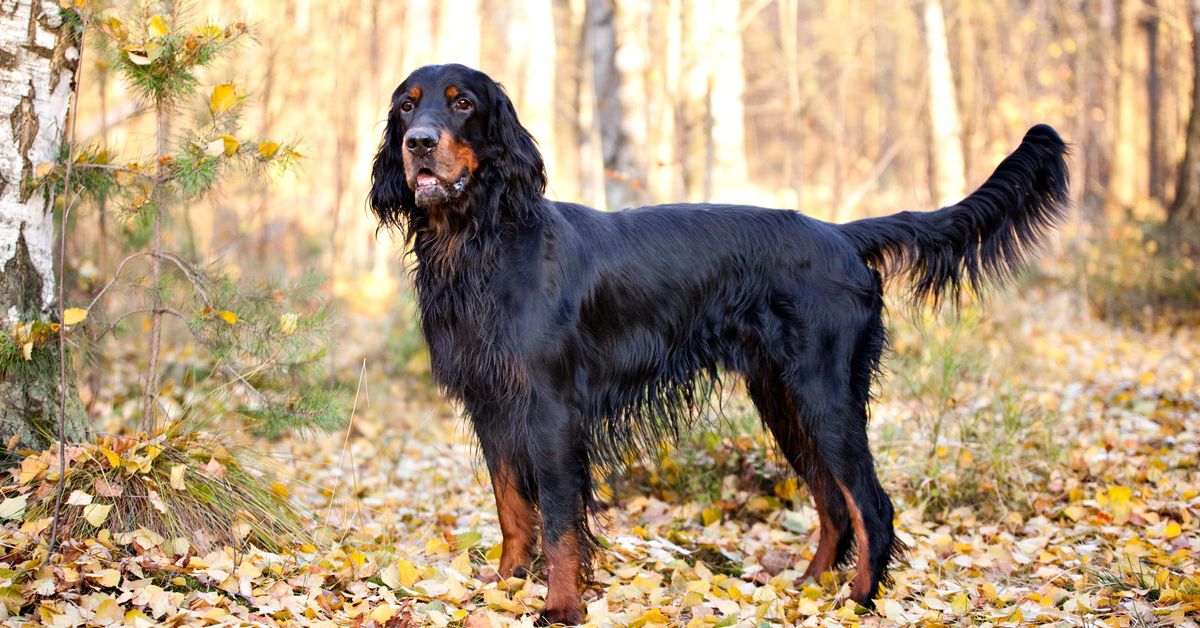 gordon-setter-history