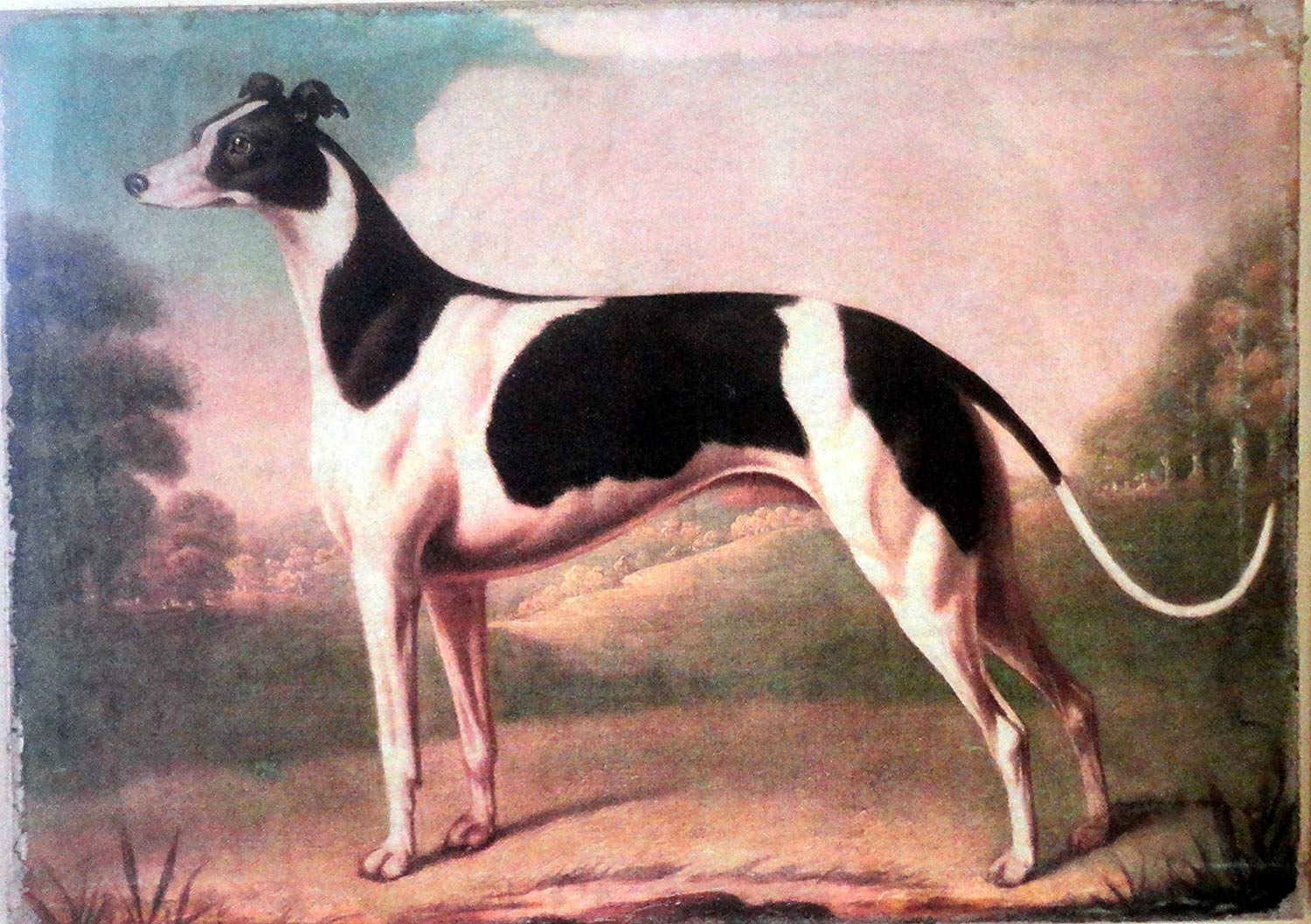 greyhound-dog-history