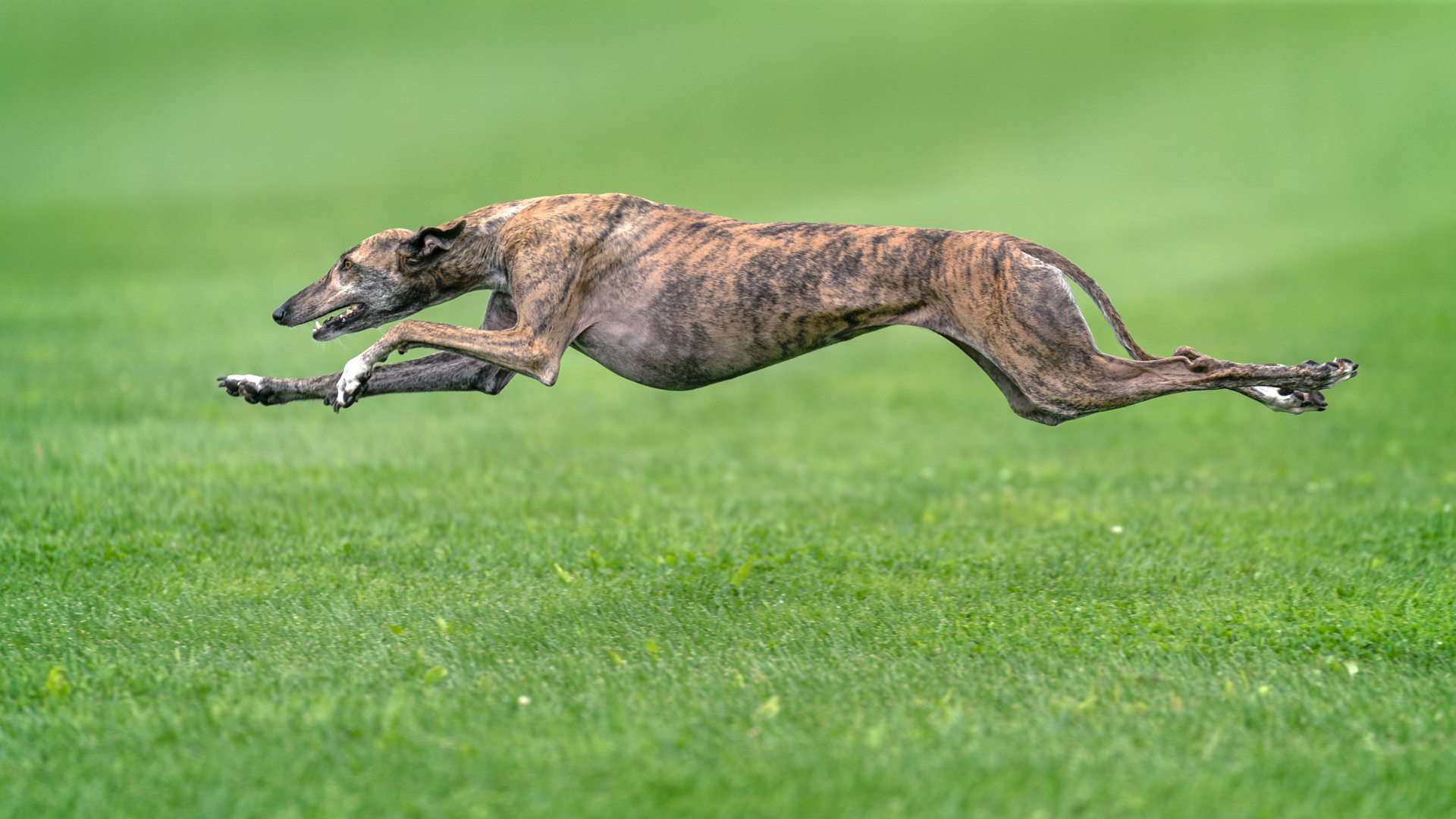 Greyhound Dog Breed History, Characteristics & Basic Facts