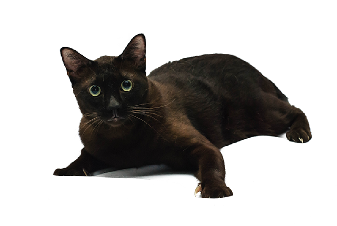 havana-brown-cat-breed