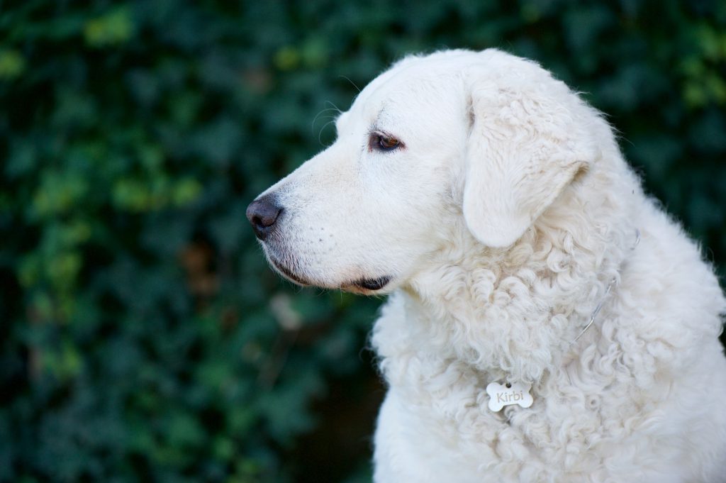 hungarian-kuvasz-dog-chacterstics