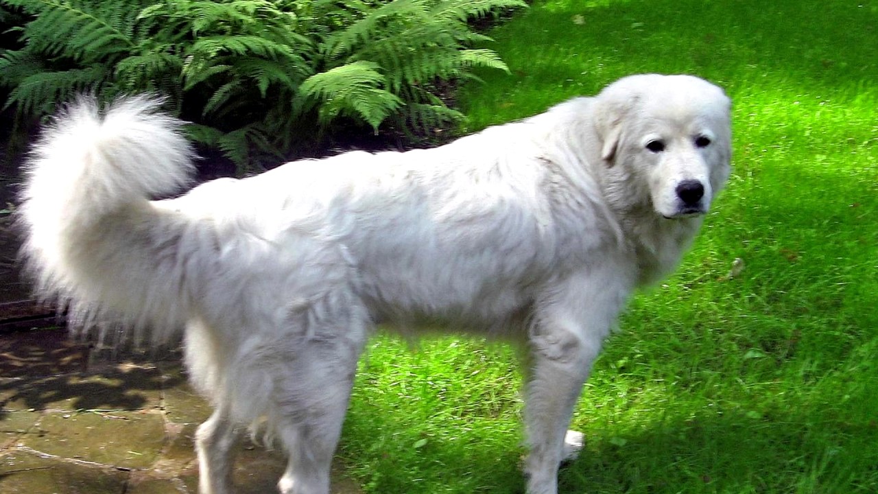 hungarian-kuvasz-dog-history