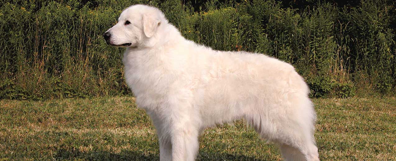 hungarian-kuvasz-history