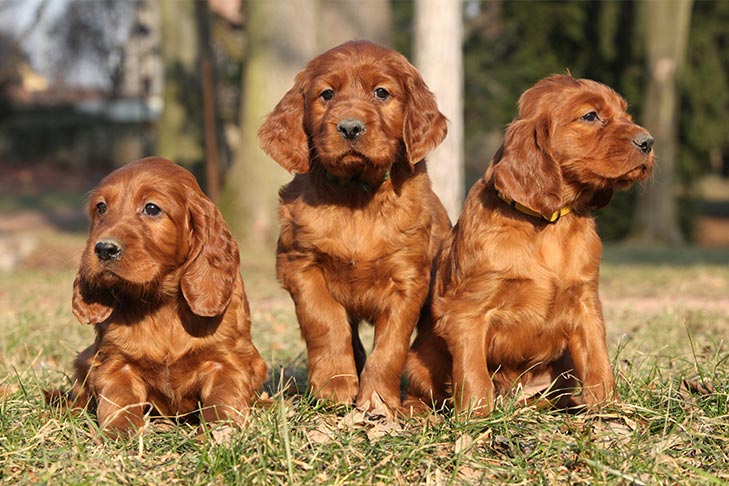 irish-setter-kid-friendly-dogs