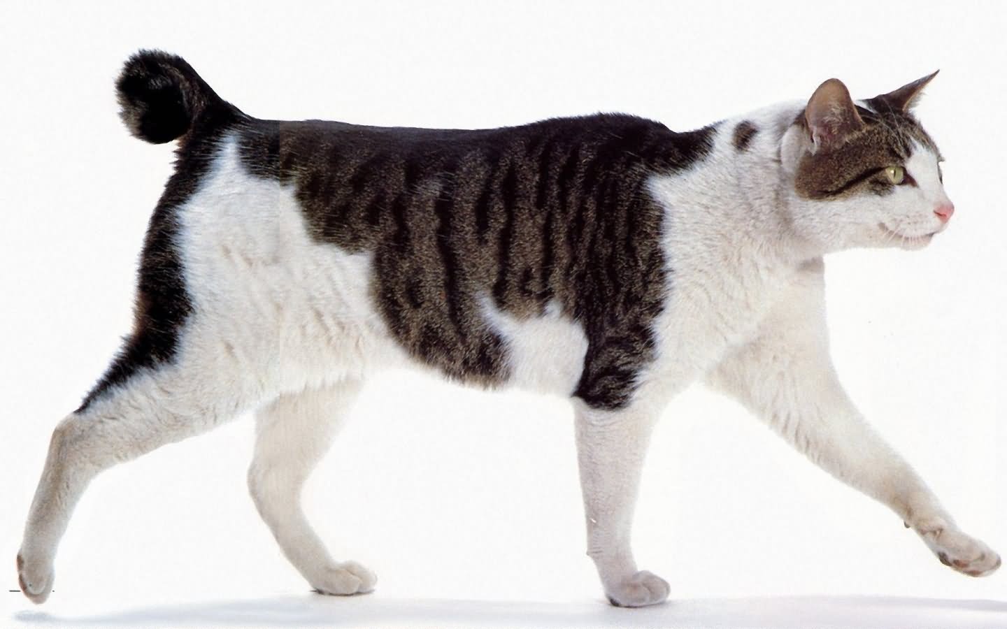 japanese-bobtail-cat
