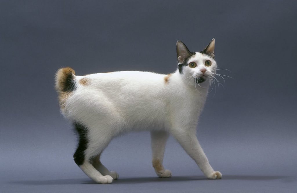 Best Japanese Bobtail Cat Guide Characteristic And Cat Care 6831