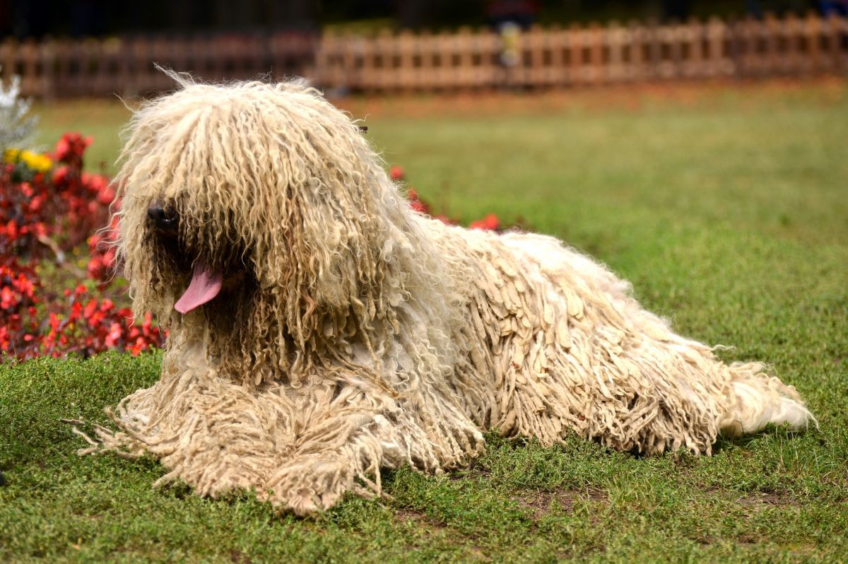 komondor-dog-breed