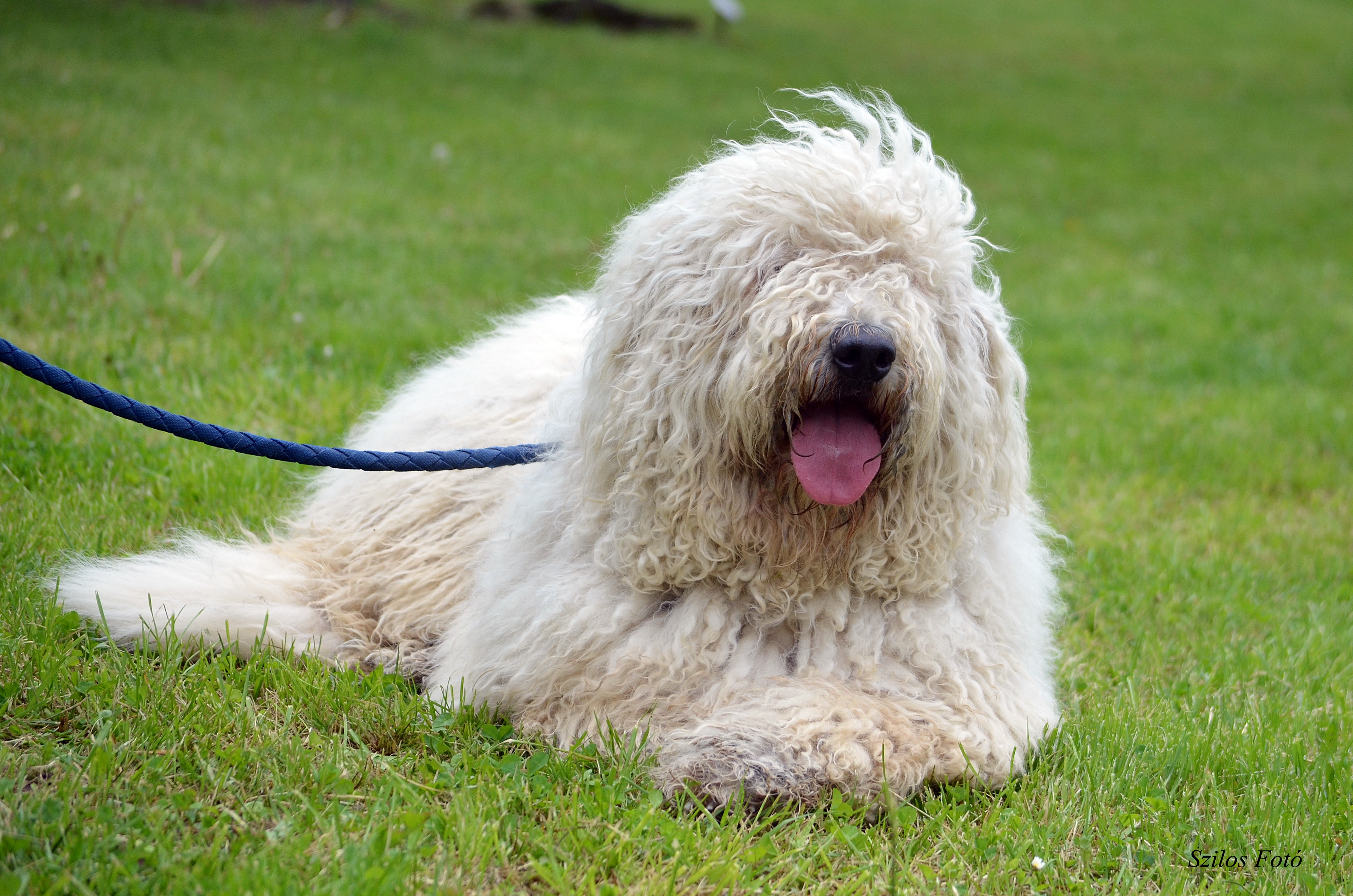 komondor-dog