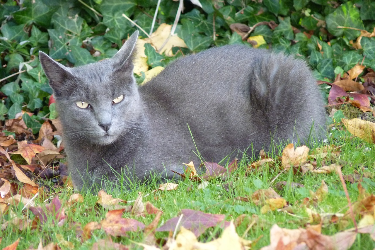 korat-cat-breed