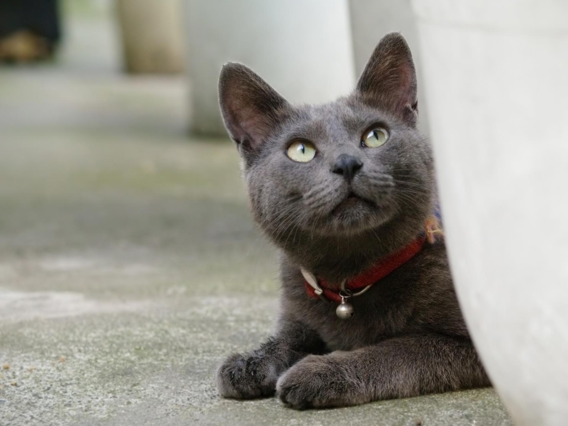 korat-cat-grooming