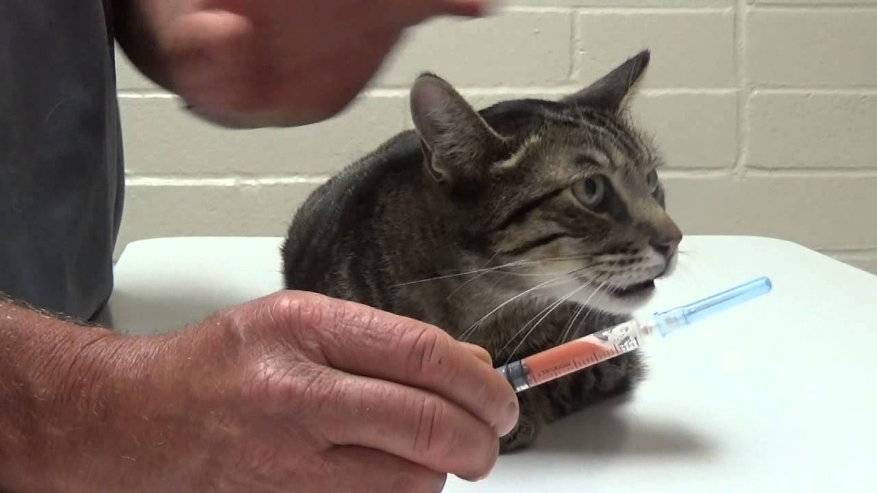 Cat Shortness of Breath Treatment