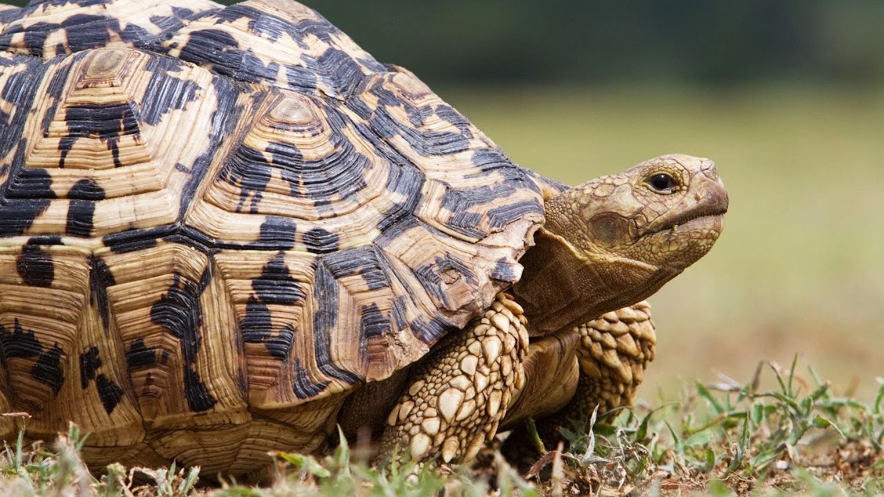 Types-of-Tortoise