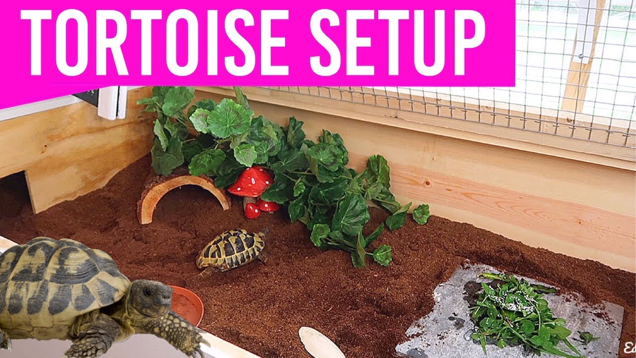 how-to-build-the-outdoor-tortoise-enclosure-guide-for-you