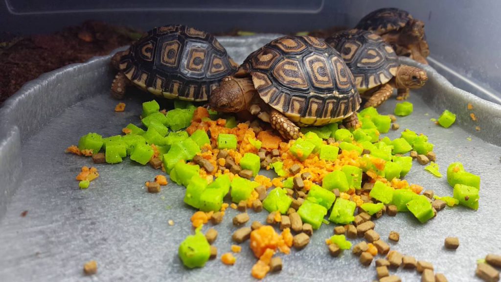 leopard tortoise food