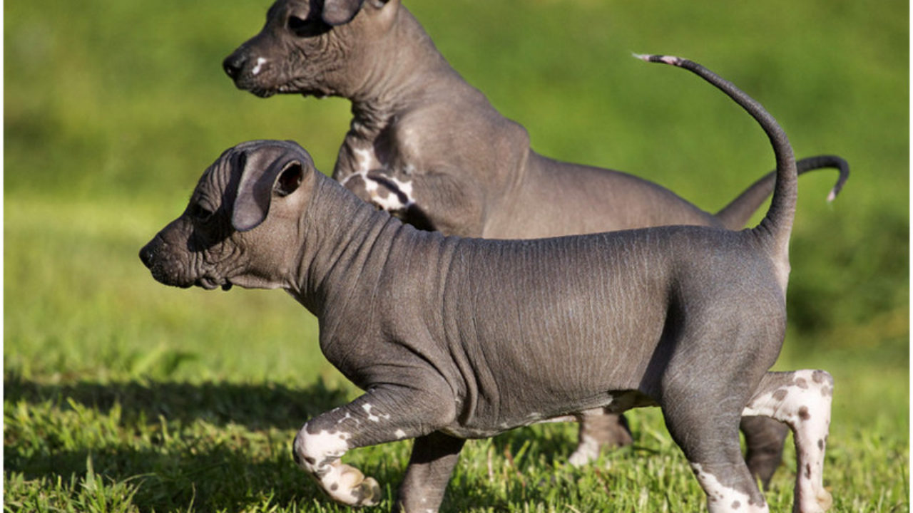 mexican-hairless-dog