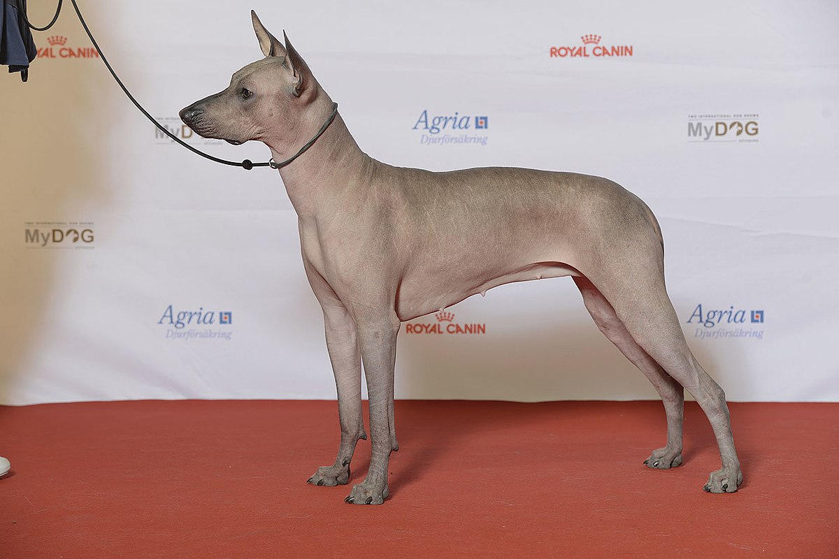 mexican-hairless-dogs