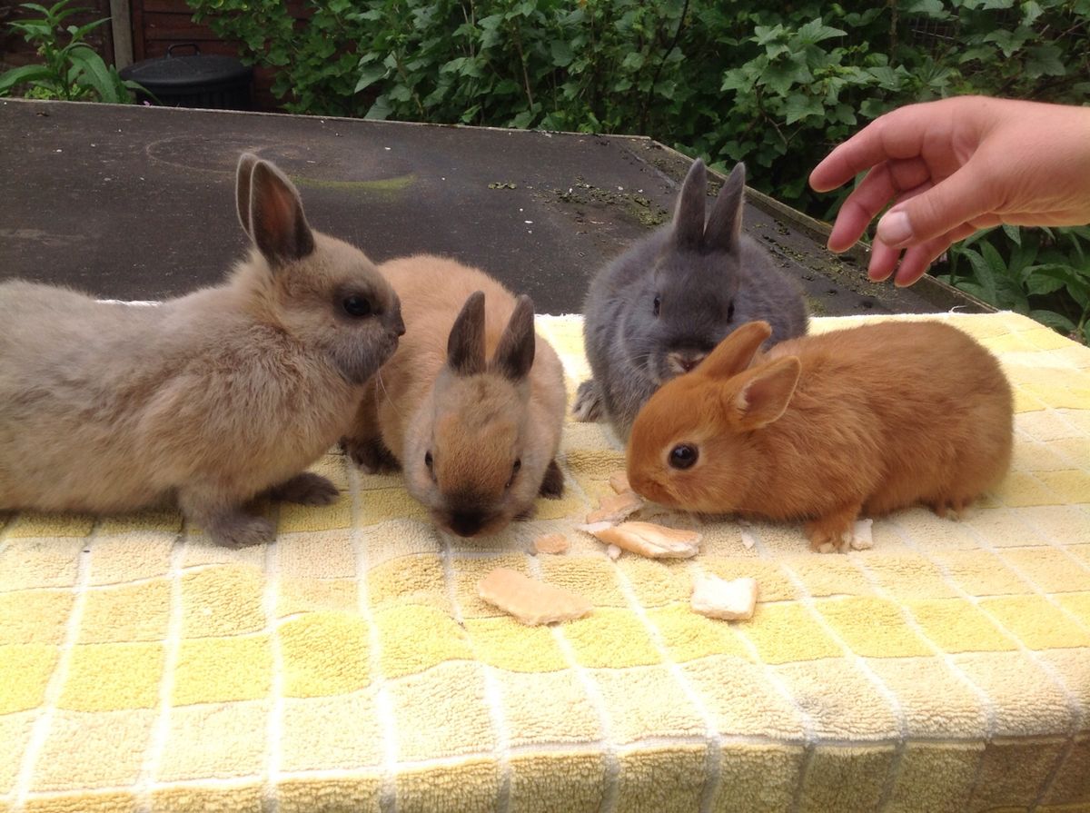 The Netherland Dwarf Rabbit Breed Full Information