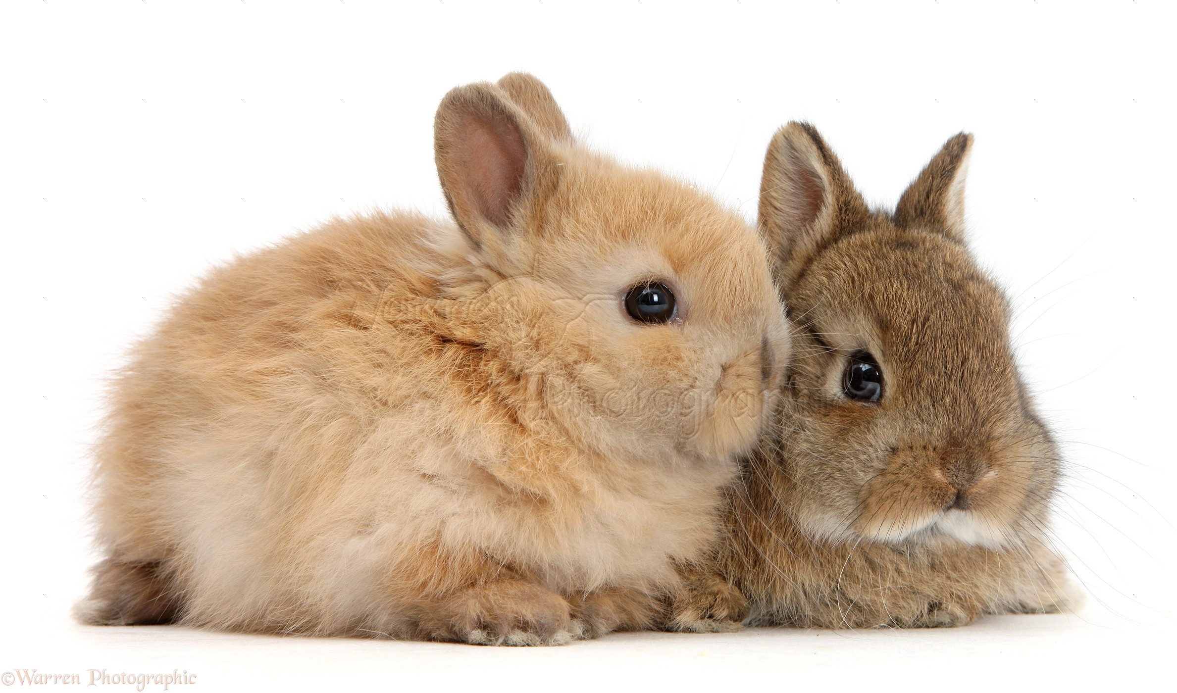 The Netherland Dwarf Rabbit Breed Full Information