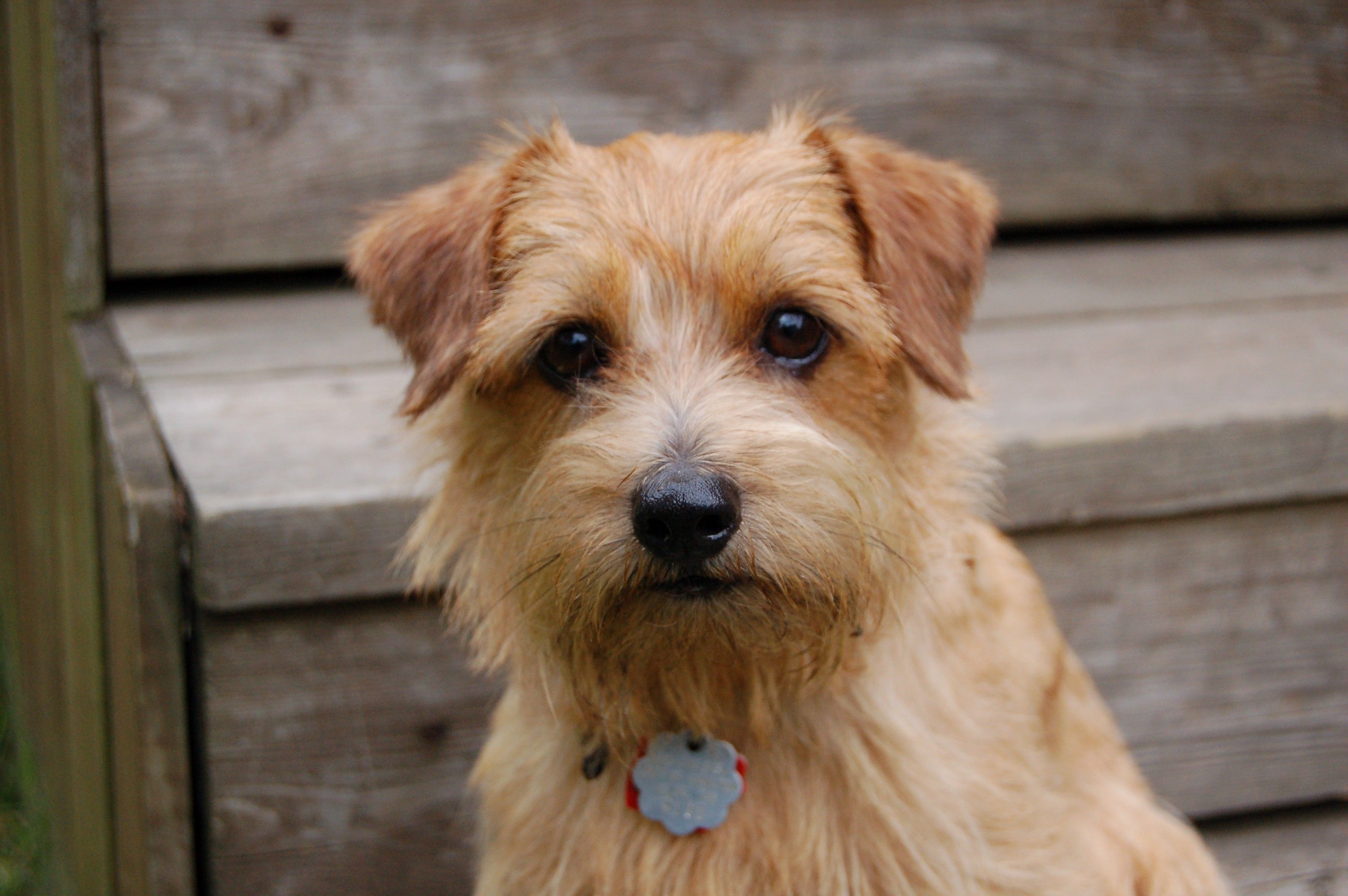 norfolk-terrier