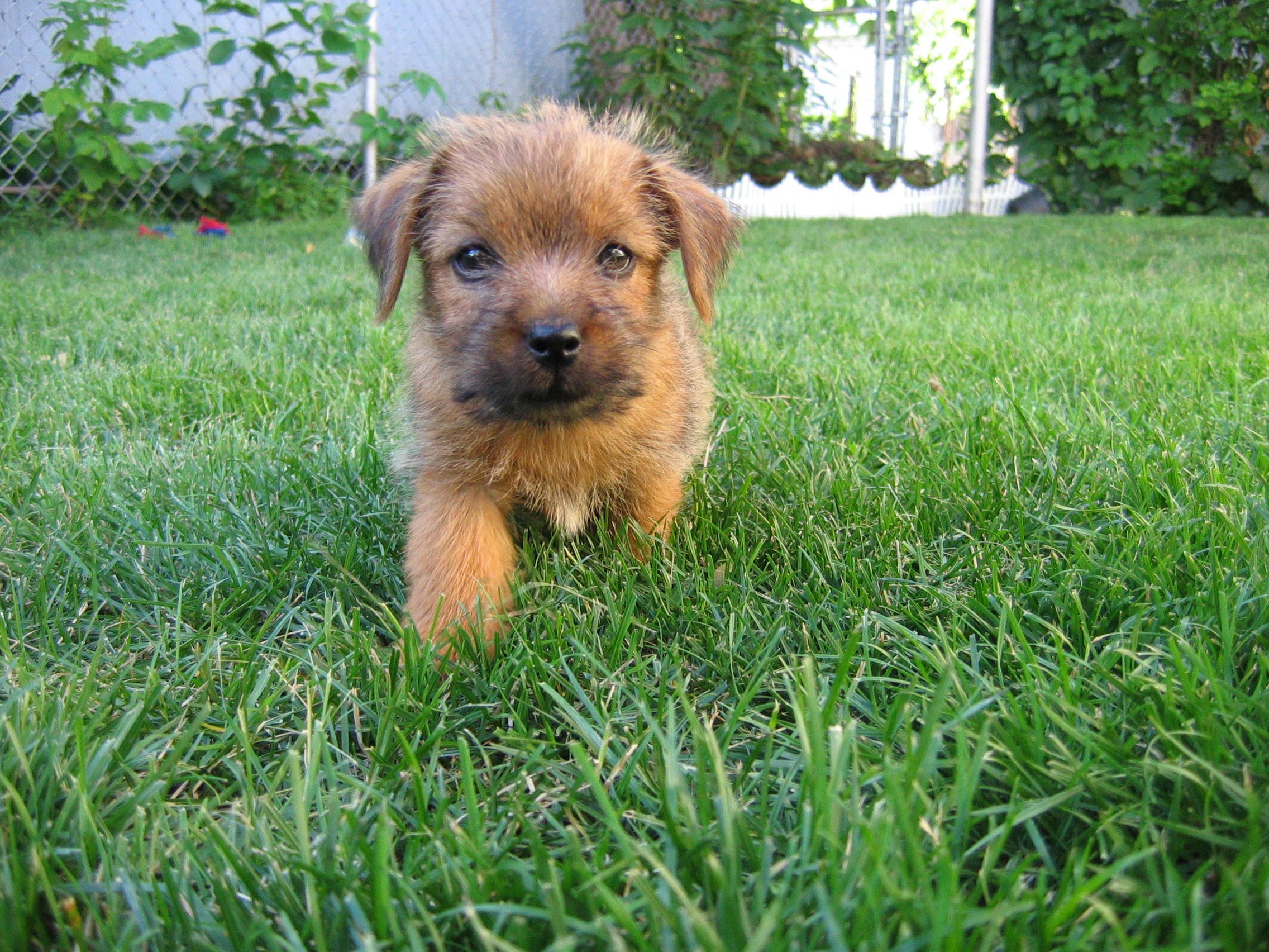 norfolk-terrier