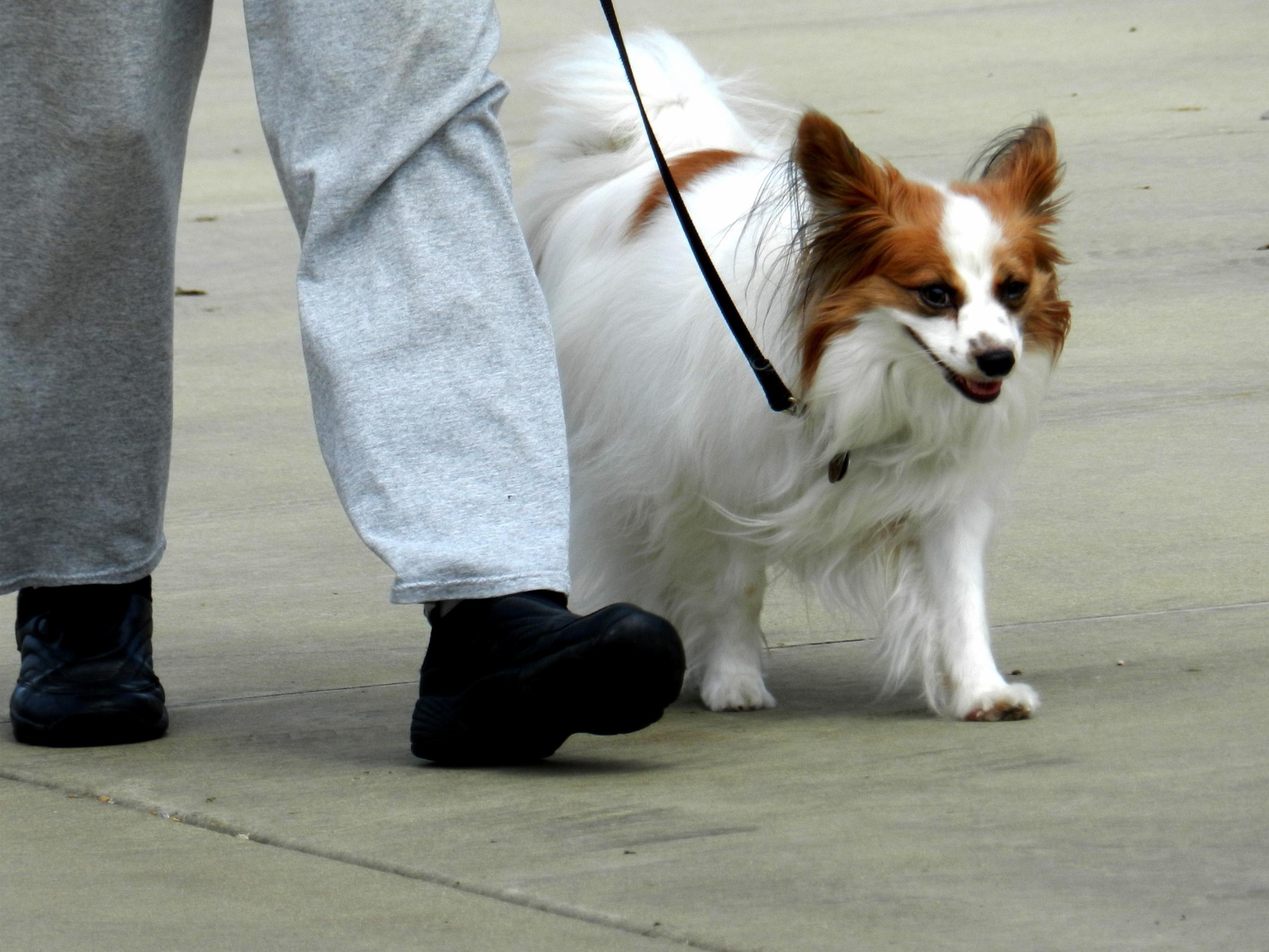 papillion-dog-training