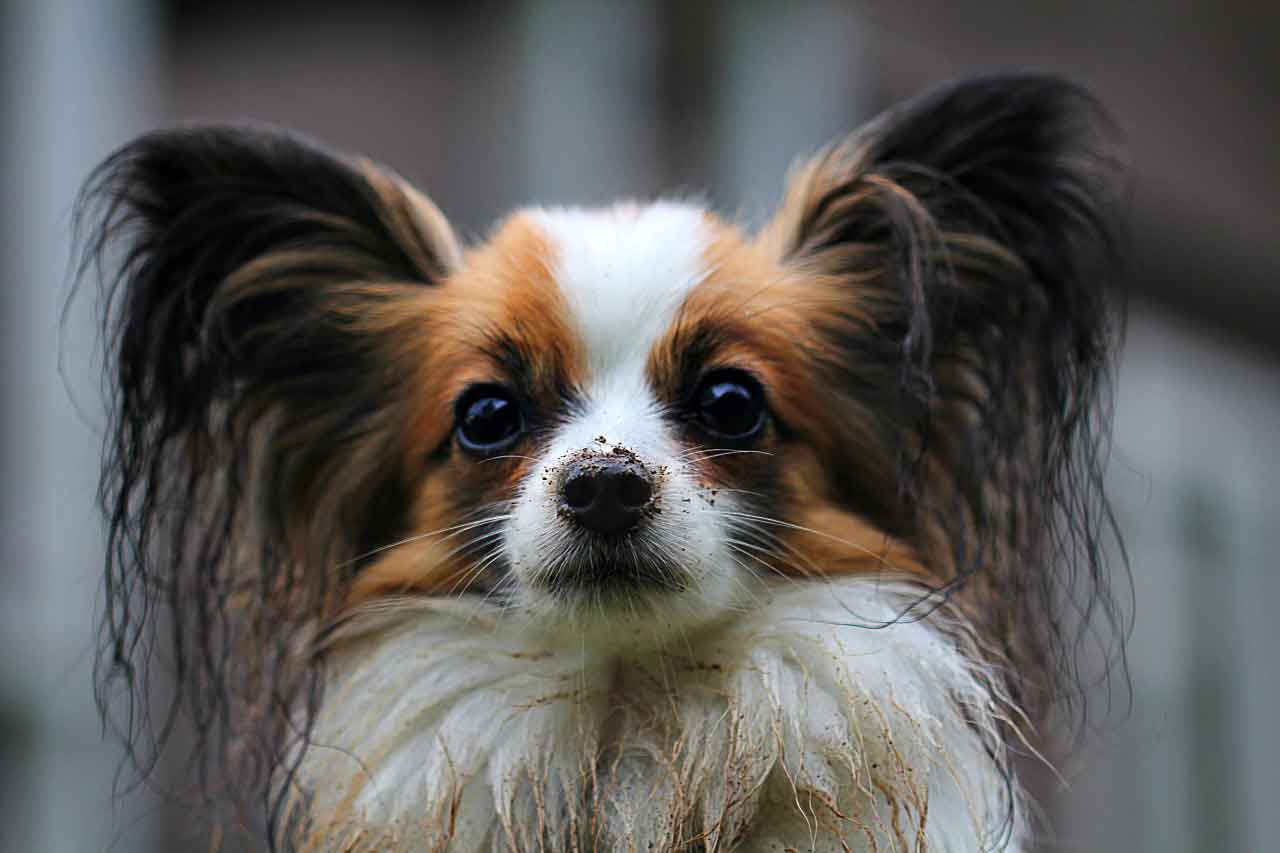 papillon-dog-grooming