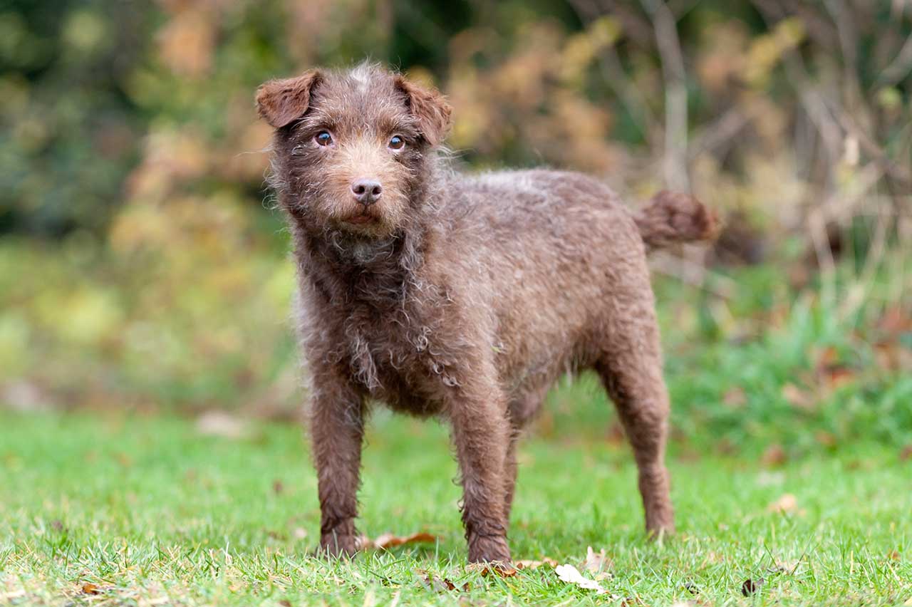 patterdale-terrier-history