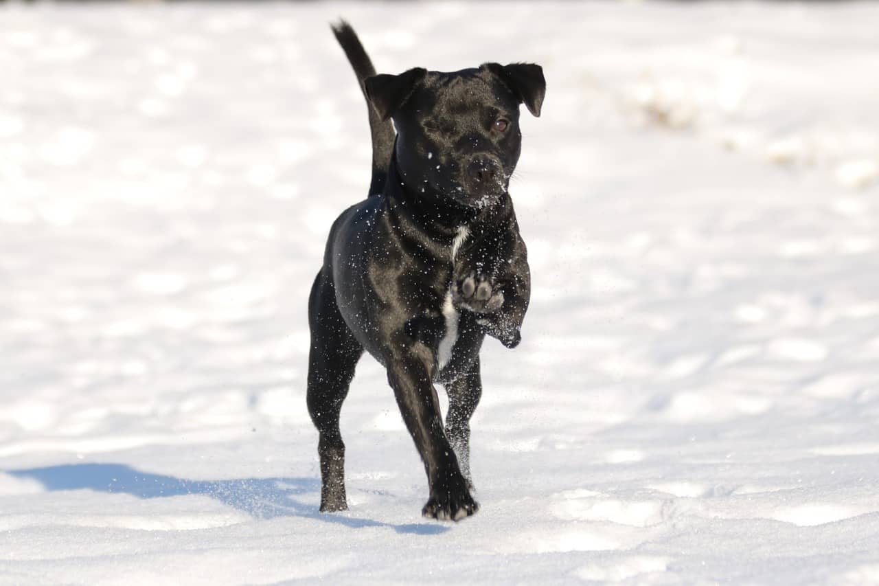 patterdale-terrier-temperament