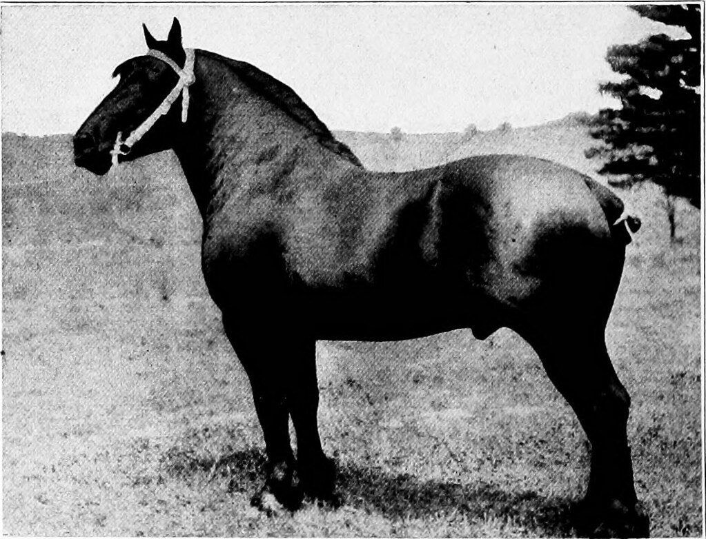 percheron-horse-history