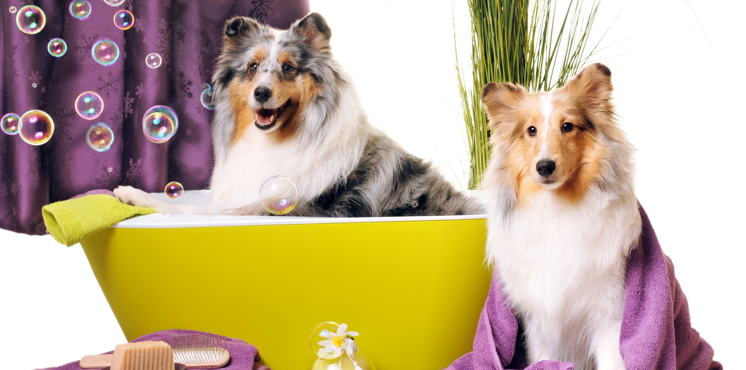 pet-grooming-things-you-didn-t-know-about-best-grooming