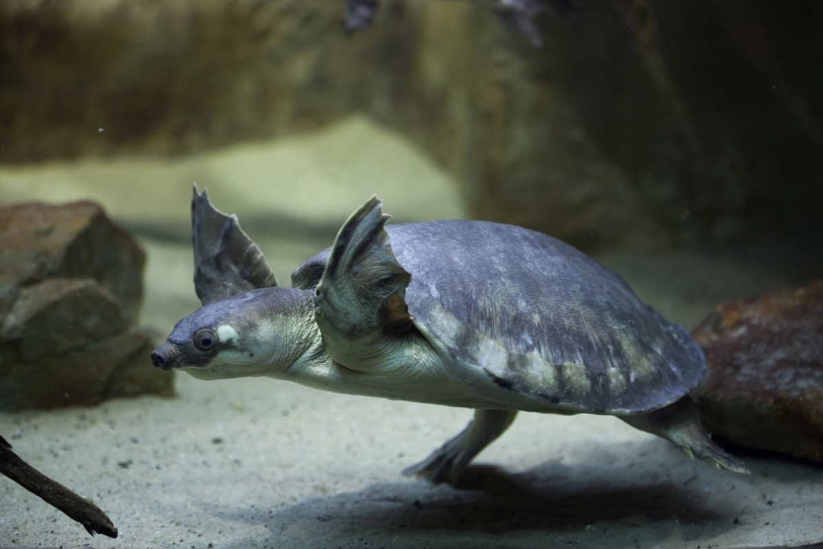 pig-nosed-type-of-turtles