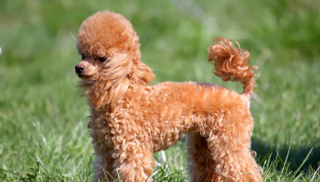 kid-friendly-dogs-poodle