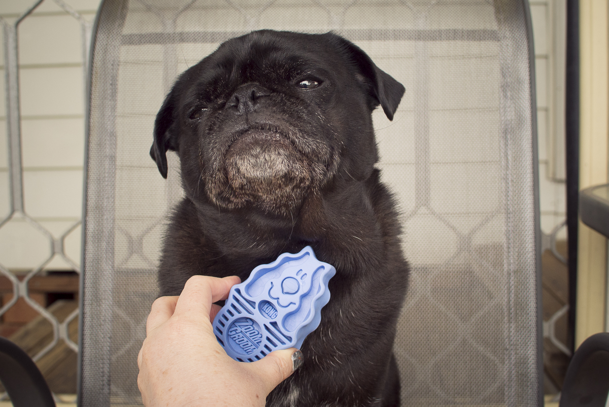 pug_dog_grooming