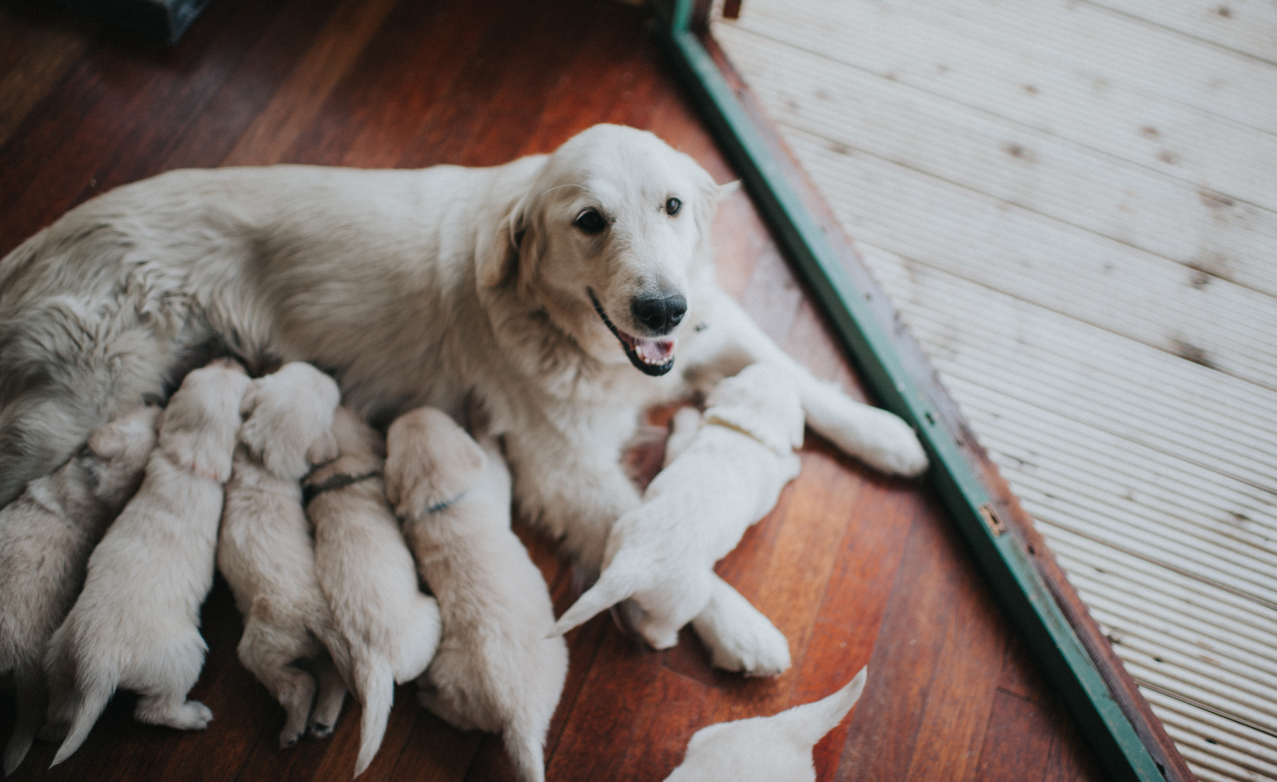 puppy-weaning