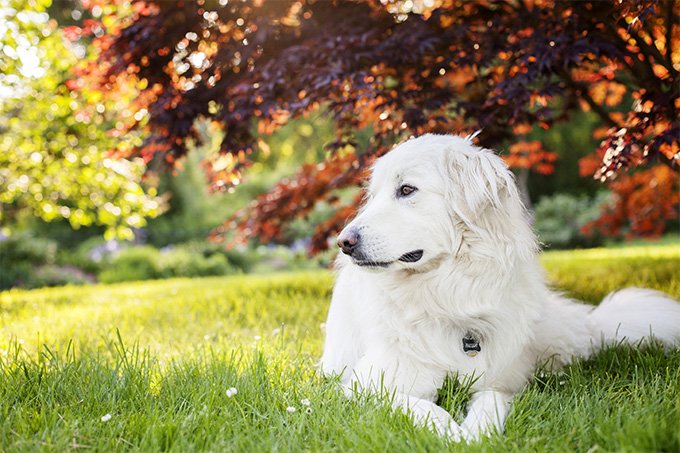 pyrenean-mountain-dog-puppies-health