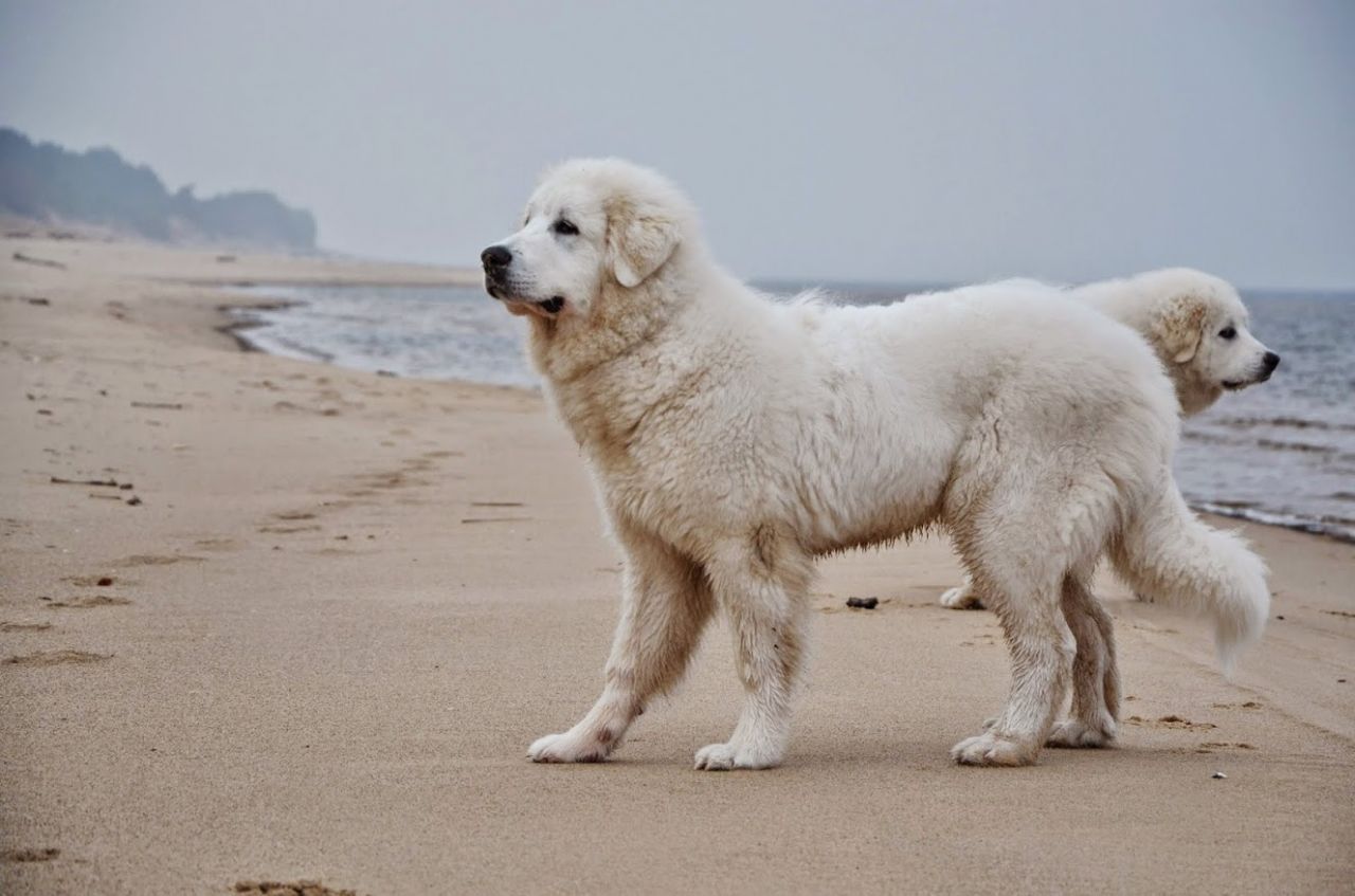 pyrenean-mountain-dog-puppies