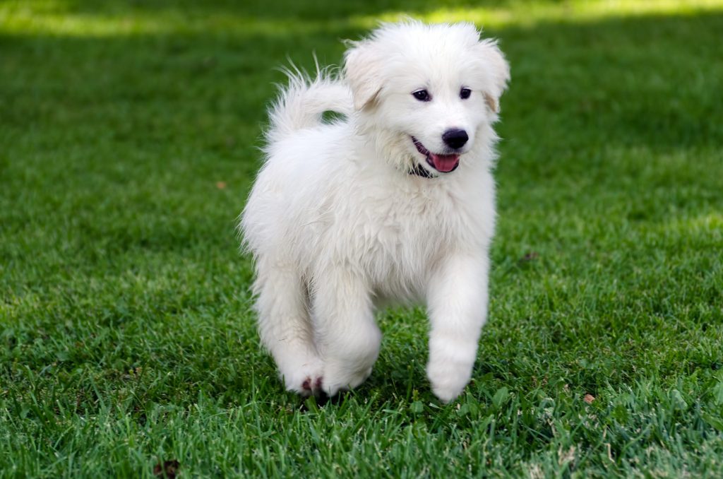 the-great-pyrenees-dog-breed-profile-temperament-2020