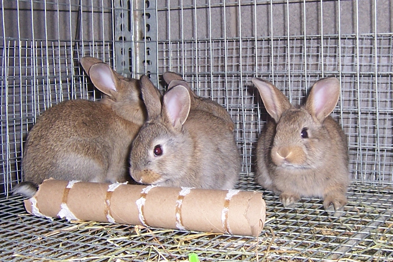 rabbit-breed