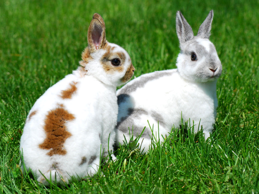 rabbit-breed