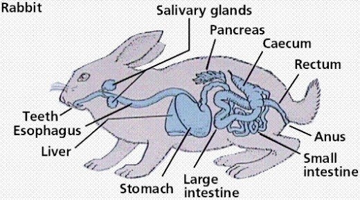 Rabbit-Digestive-System